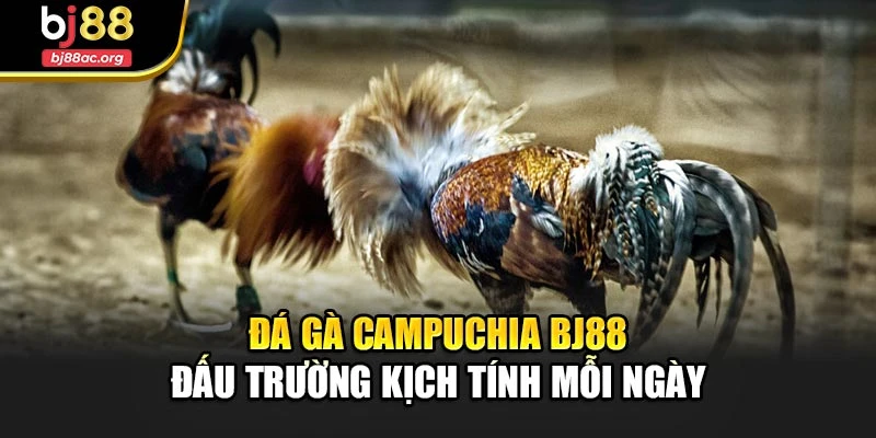 Đá Gà Campuchia Bj88 – Đấu Trường Kịch Tính Mỗi Ngày