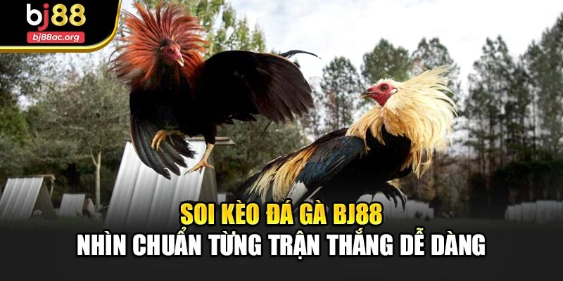Soi Kèo Đá Gà Bj88 – Nhìn Chuẩn Từng Trận Thắng Dễ Dàng