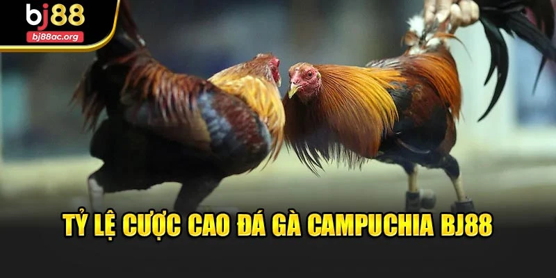 Tỷ lệ cược cao đá gà campuchia Bj88